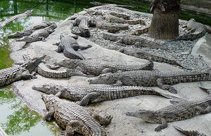 Crocodile farming in Papua New Guinea