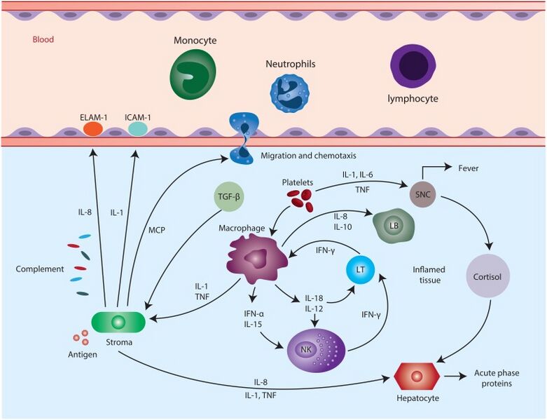 File:Figure 1 Effector mechanism of the innate immune response.jpg