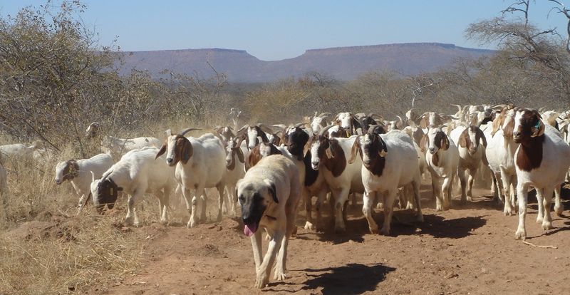 File:Kangal Shepherd (livestock-guarding dog) and flock of goats in Namibia.jpg