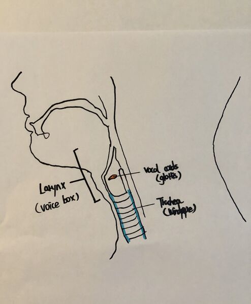 File:Structure of Vocal Cords.jpg