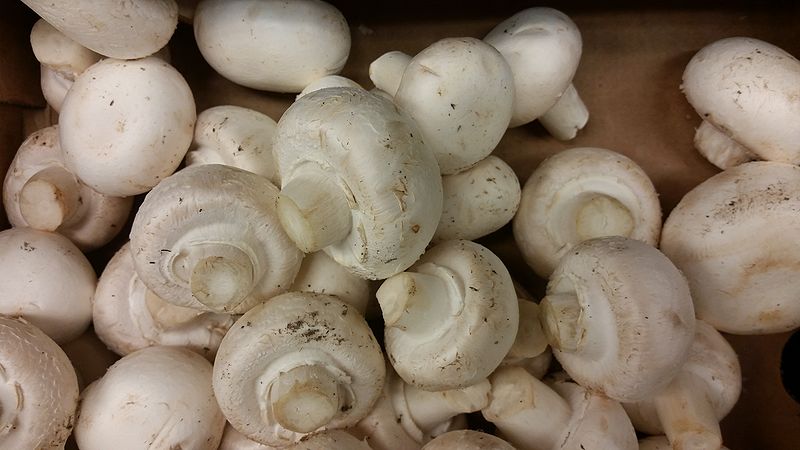 File:White mushroom from supermarket.jpg