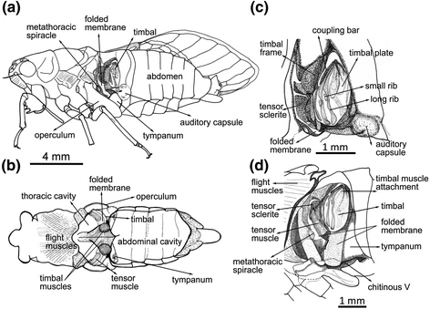 File:Cicada Anatomy of Sound Organs.webp