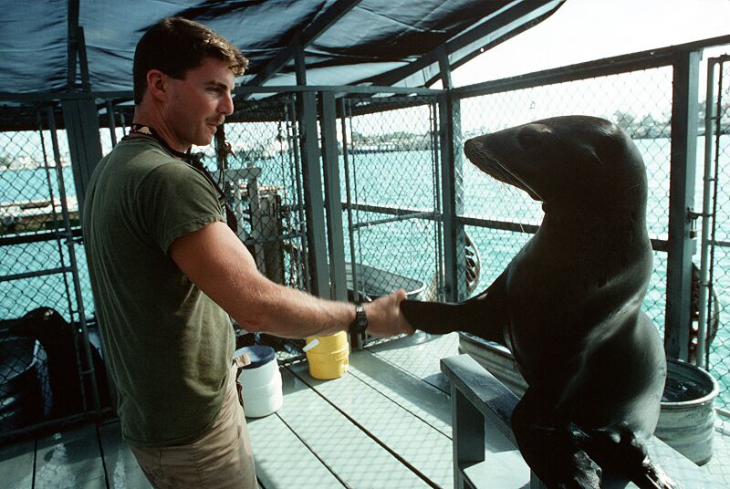 File:A-navy-trainer-shares-a-playful-moment-with-his-charge-a-sea-lion-specially-1613b6-1600.jpg