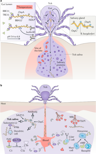 File:Figure 2. (A) Molecular schematic of B burgdorferi transmission from tick to mammalian host. (B) Host immune responses to initial B. burgdorferi infection. Reprinted from Kurokawa et al (9).png