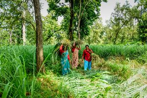 Three women in the Chisapani Community Forest harvesting lemongrass to be used for essential oils.