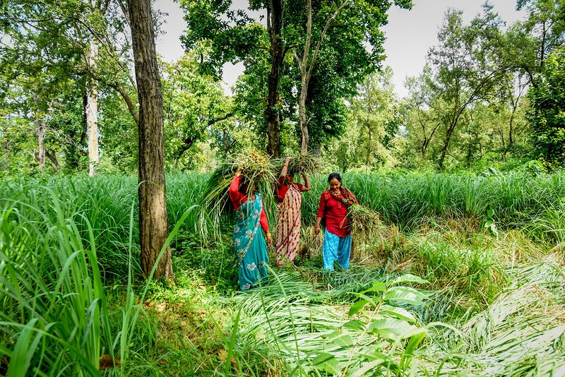 File:Women harvest lemongrass in the Chisapani Community Forest.jpg