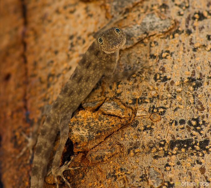 File:Blanford's Rock Gecko.jpg