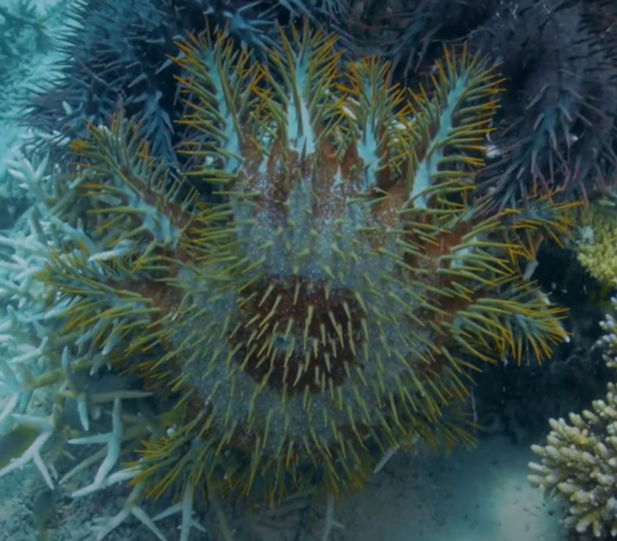 File:Crown of Thorns Starfish.png