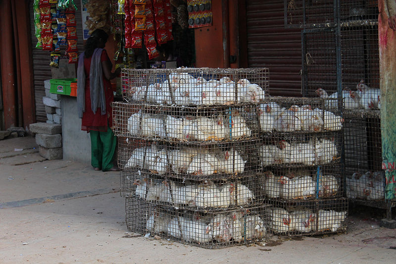 File:"Caged Chickens in India" (Photo by Amber Heckelman).jpg