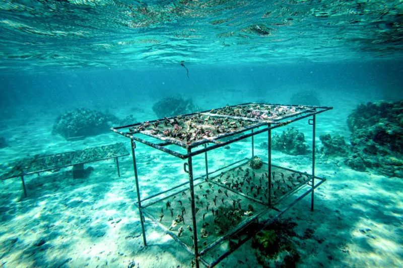 File:French Polynesia Coral Nursery.webp