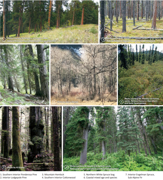 File:7 different types of old growth in British Columbia.png