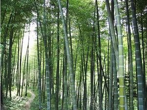 The bamboo forest in Huoshan county，Anhui province, China.jpg