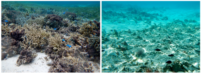 File:Coral Reef Biodiversity Before and After.png