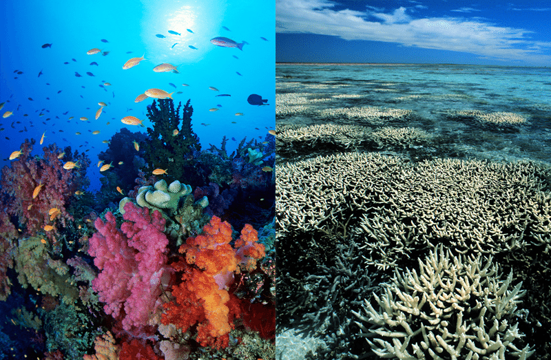 File:Comparison of healthy and unhealthy reef.webp