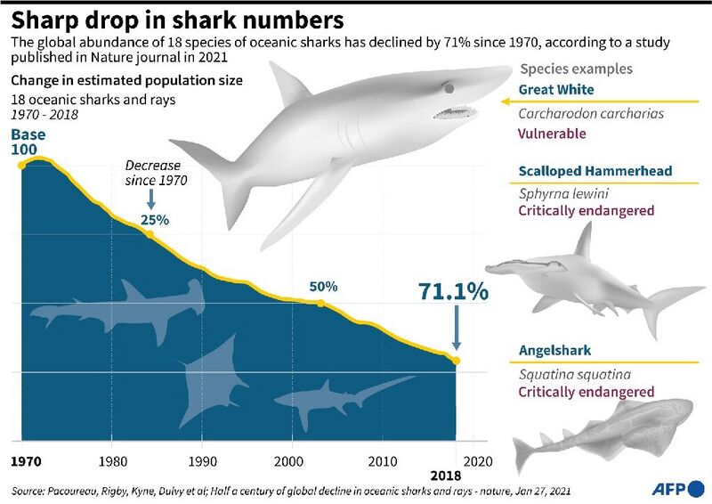 File:Shark drop.jpg