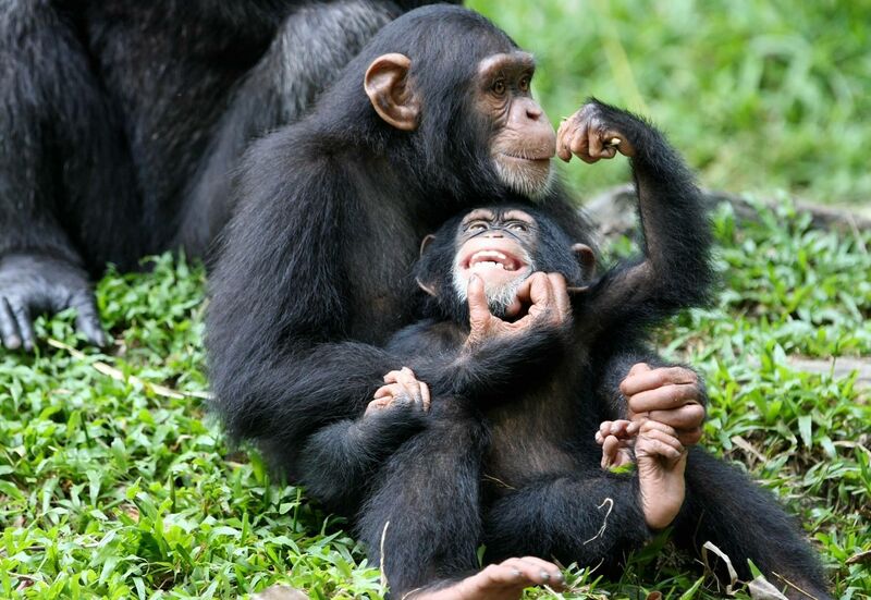 File:Chimps-in-Uganda.jpg