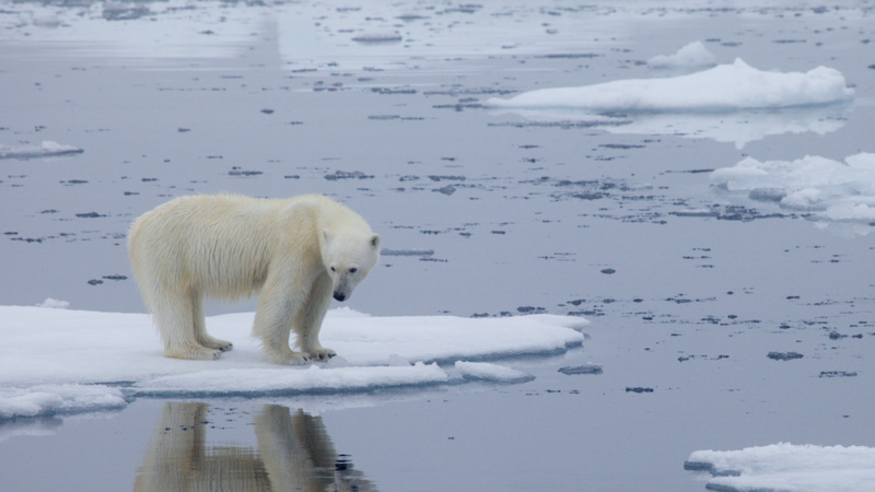File:EOSC 270 Polar Bear on Ice.png