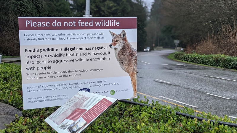 File:A sign posted in Stanley Park warns people not to feed coyotes in January, 2021.webp