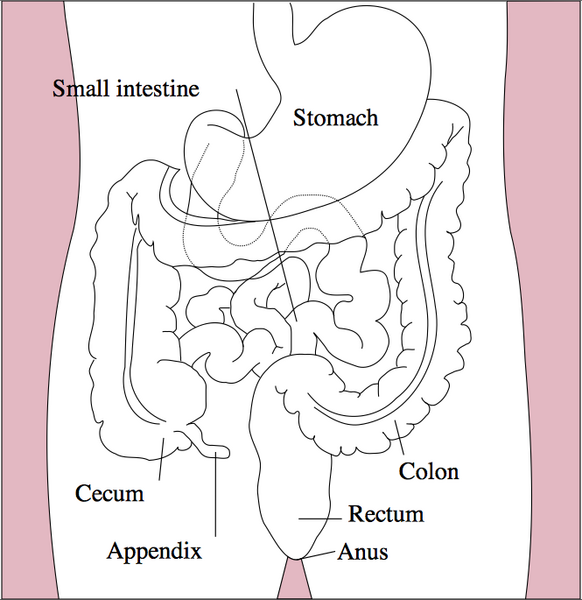 File:Gastrointestinal System.png
