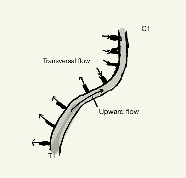 File:The possible direction fluid flow in the cervical spine (C1-T1).jpg