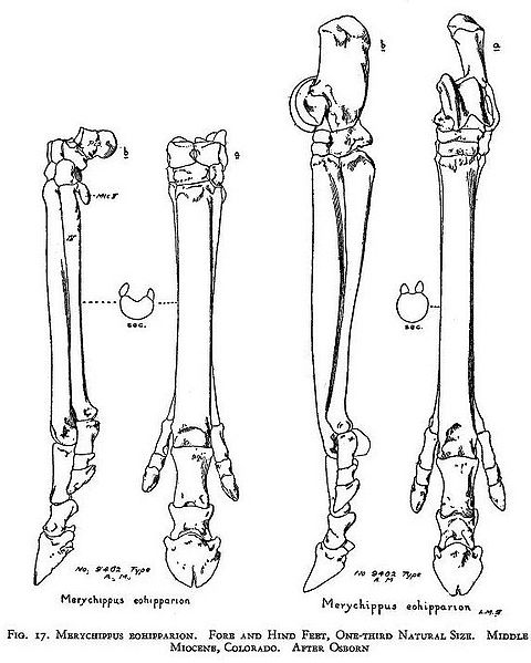 File:Merychippus legs.jpg