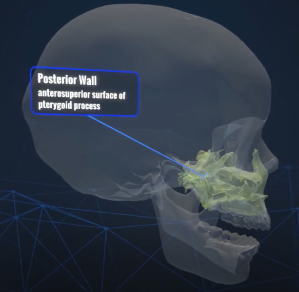 File:Zoomed out view of the external skull.png