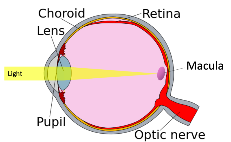 File:Human eye cross section detached retina.png