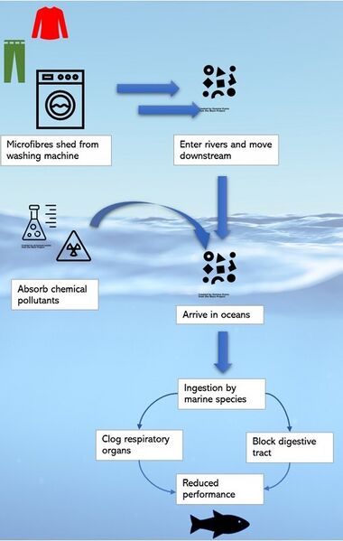 File:Pathway of microfibres into the ocean.jpg