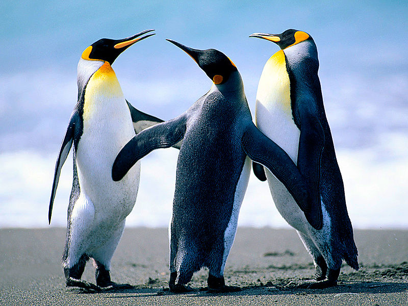 File:Penguins B .jpg