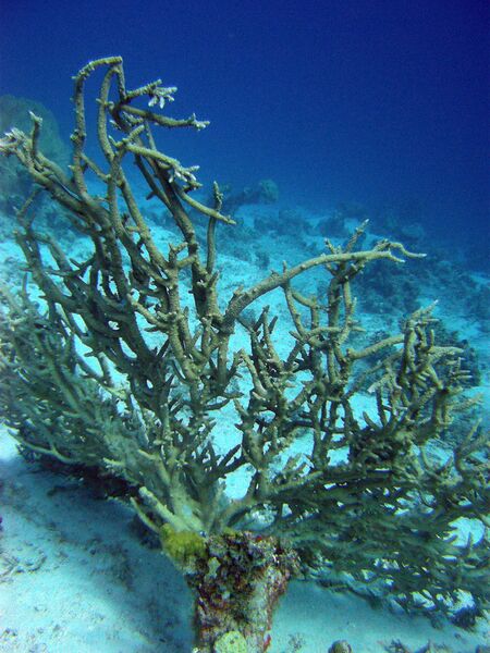 File:Damaged coral off the coast of Dahab, Egypt.jpg