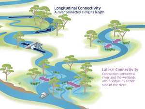River Flows and Connectivity.