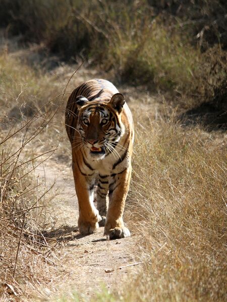 File:Nepal-Bengal-tiger.jpg