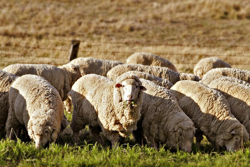File:Merino sheep.jpg